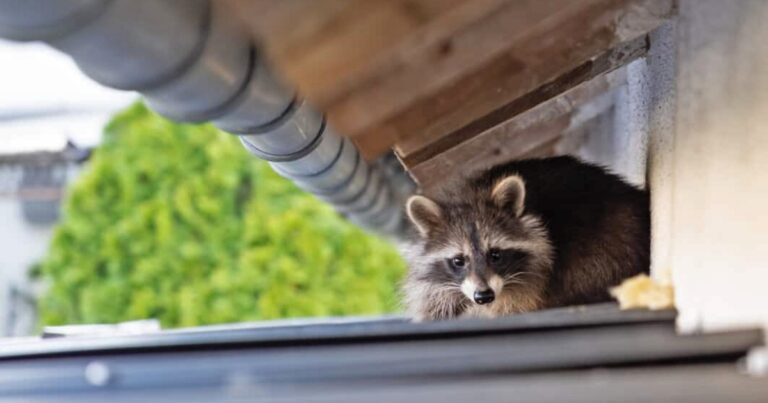 How to Tell If a Raccoon Is Living in Your Attic