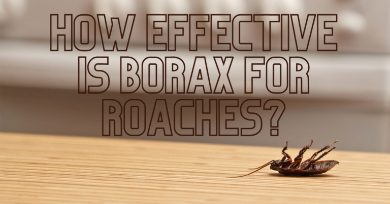 How Effective is Borax for Roaches? The Ultimate Guide