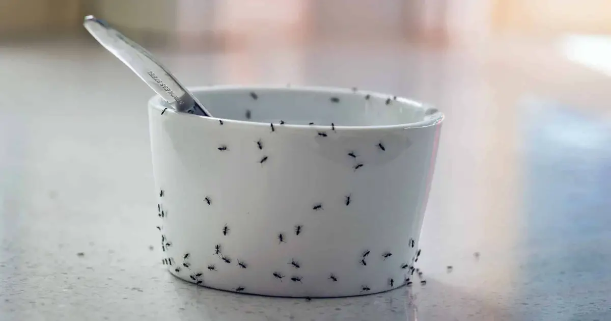 Ants on a white cup
