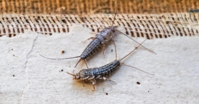 How to Get Rid of Silverfish in the Home: Natural Solutions