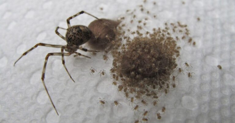 Spider Poop: What Does It Look Like & What Does It Mean?