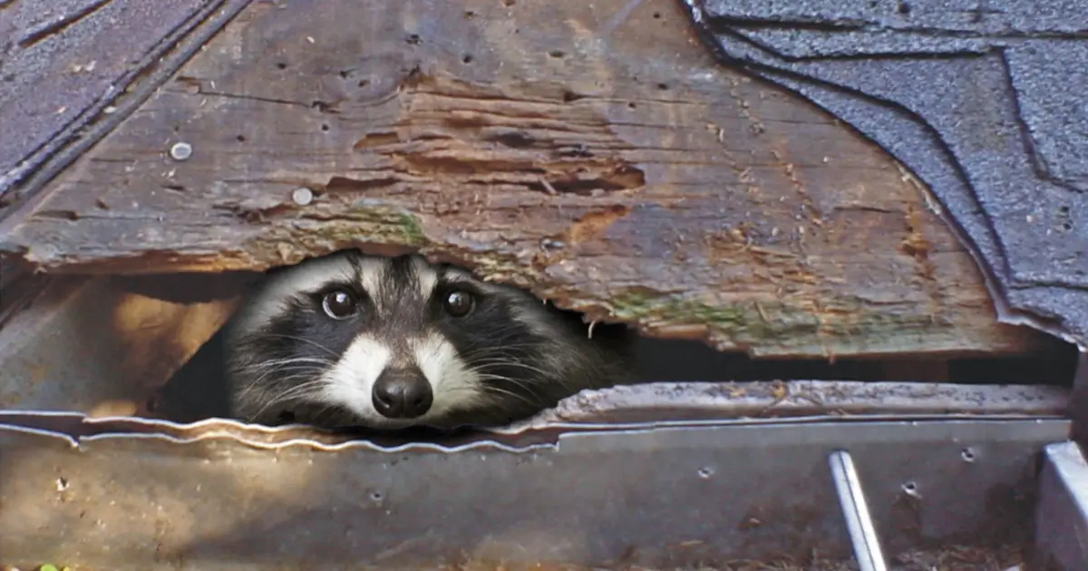 Raccoon inside the attic