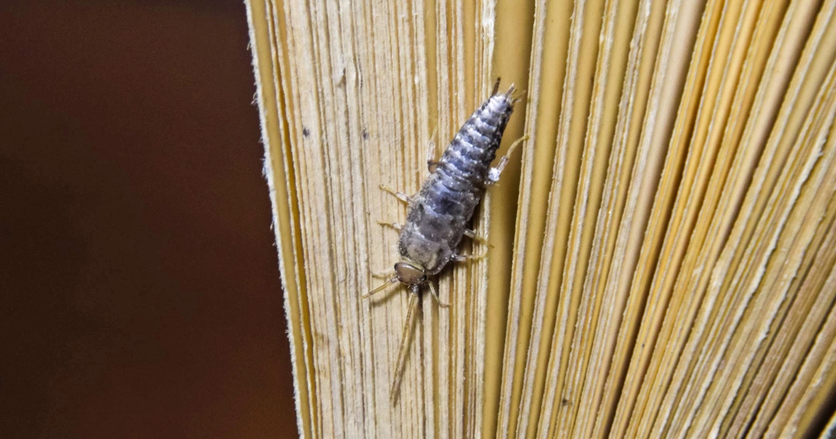 Silverfish on an open book