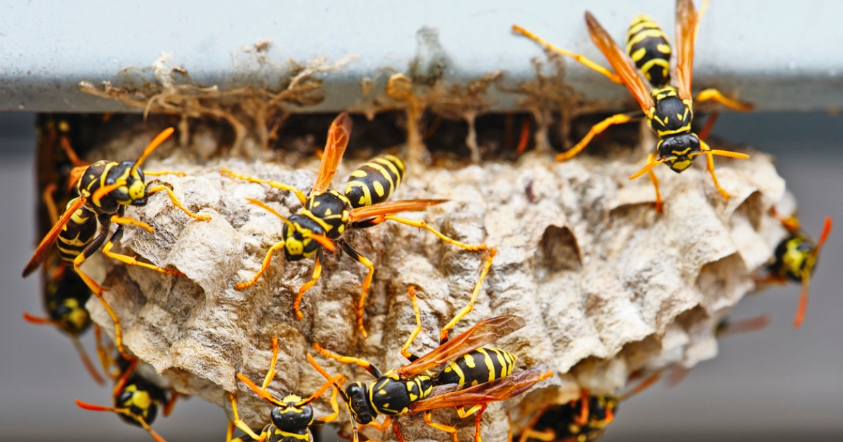 Wasps around their nest