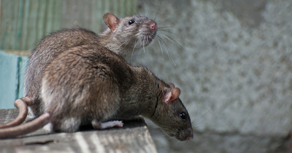 Up close image of two rats in a house