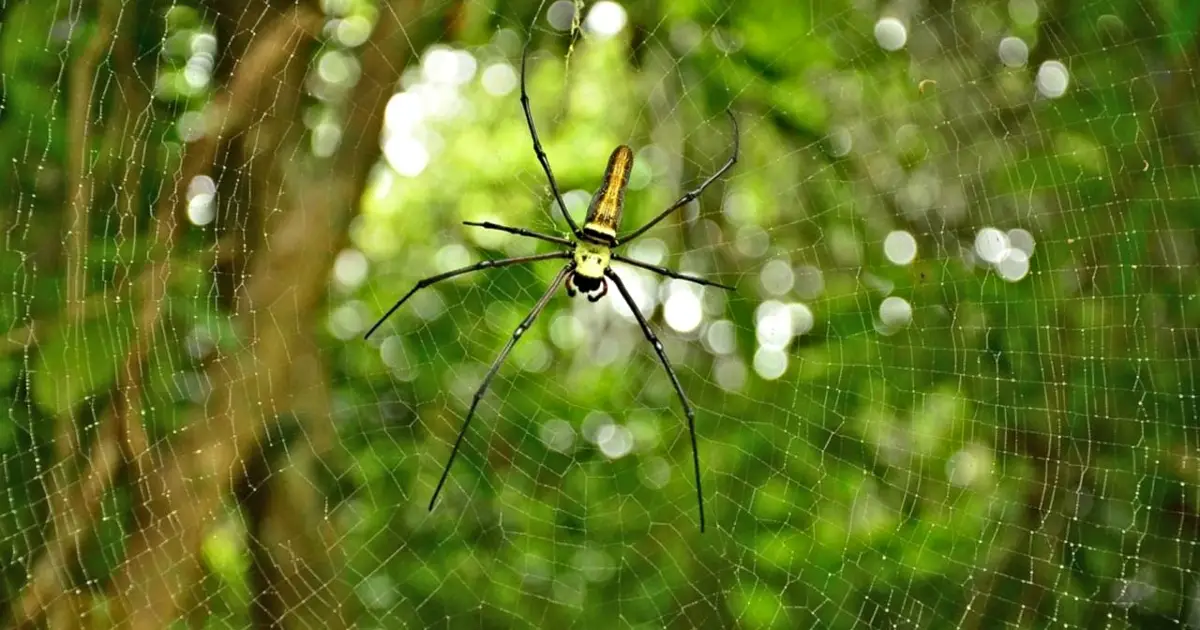 Large spider in a garden