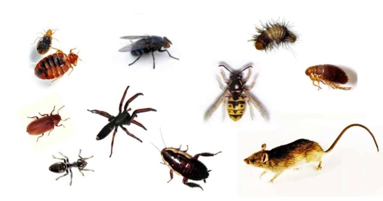 10 Common Pests To Find Around The Home