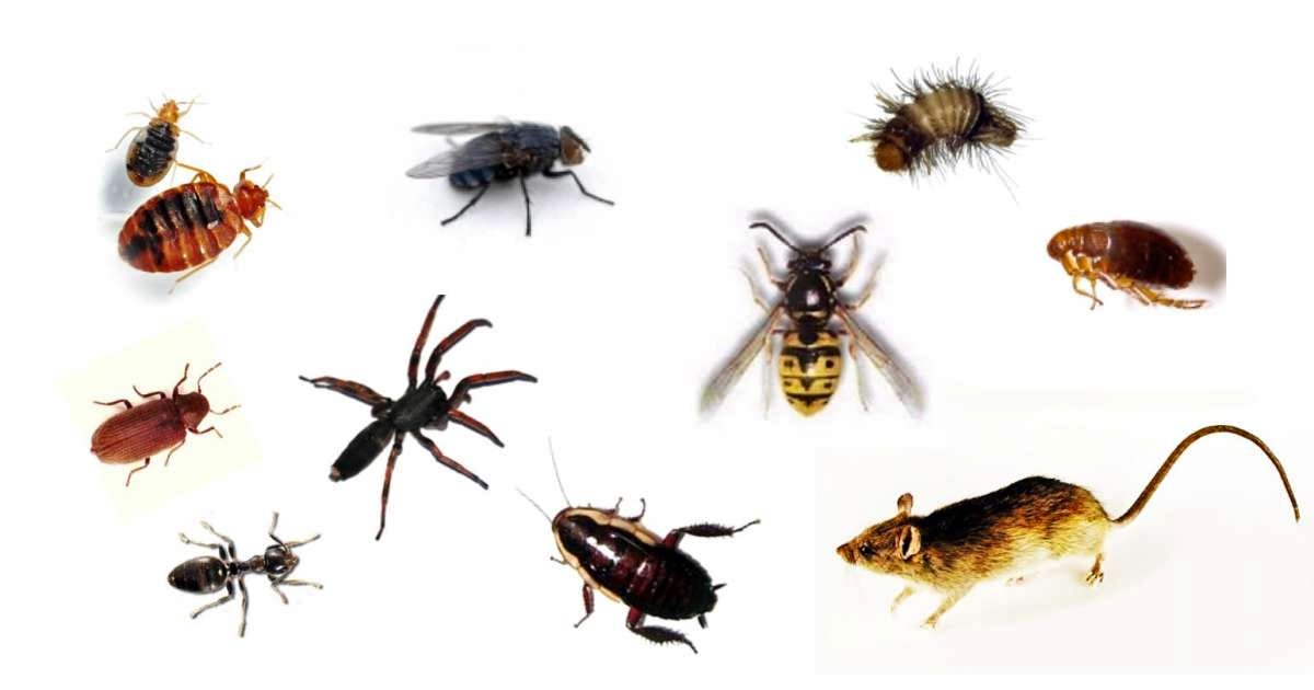Top 10 pests to find in the home