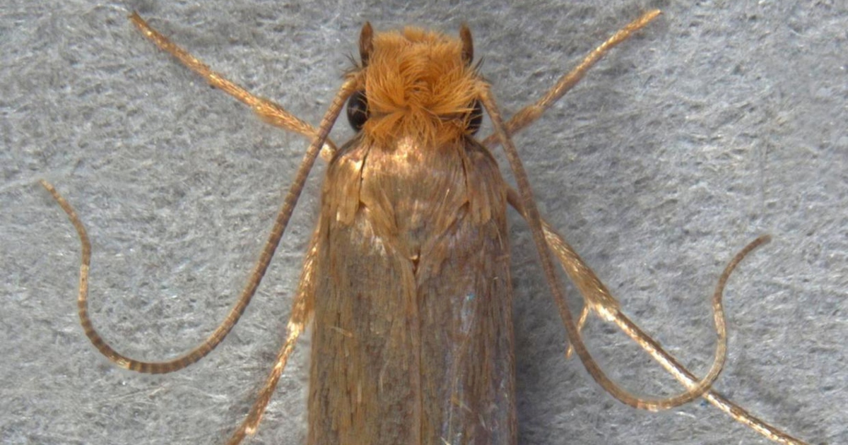 Common Clothes Moth Up Close