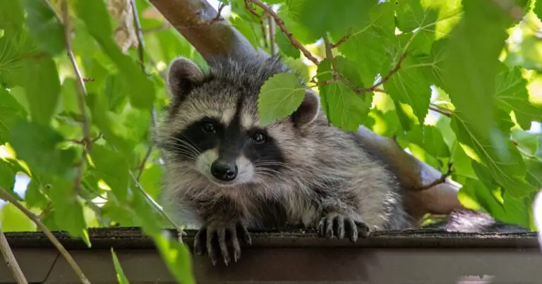 Are Raccoons Bad for Your Yard? Everything You Need to Know