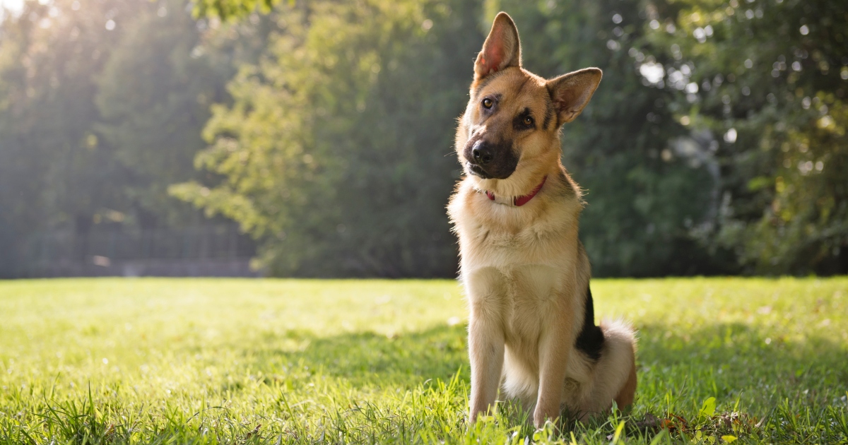 Young German Shepherd sitting on grass in park and looking with attention at camera, tilting head