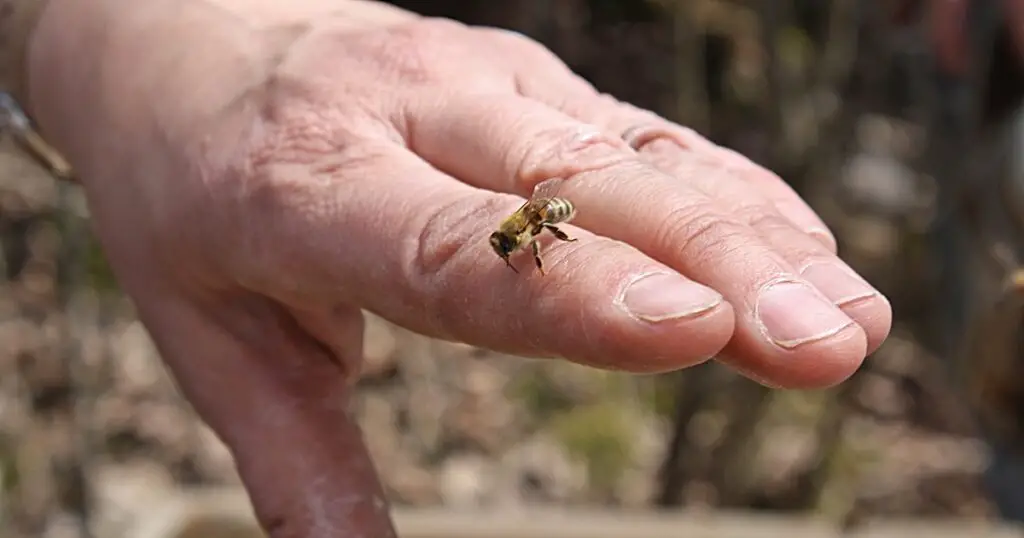 Honeybee on a woman's hand