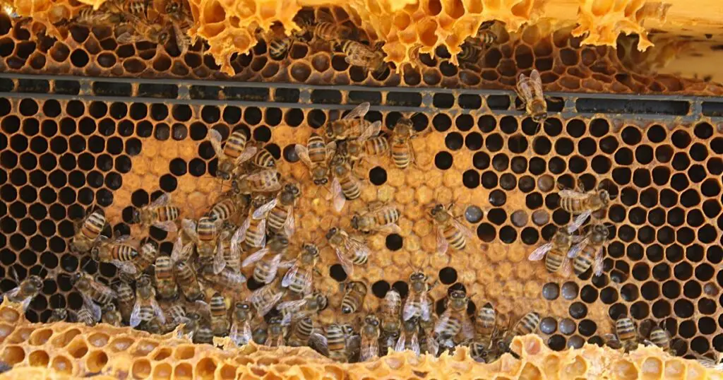 Bees inside their hive