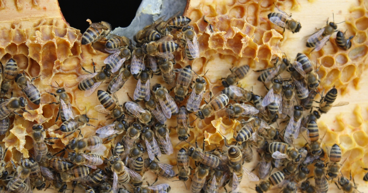 Buckfast honeybees
