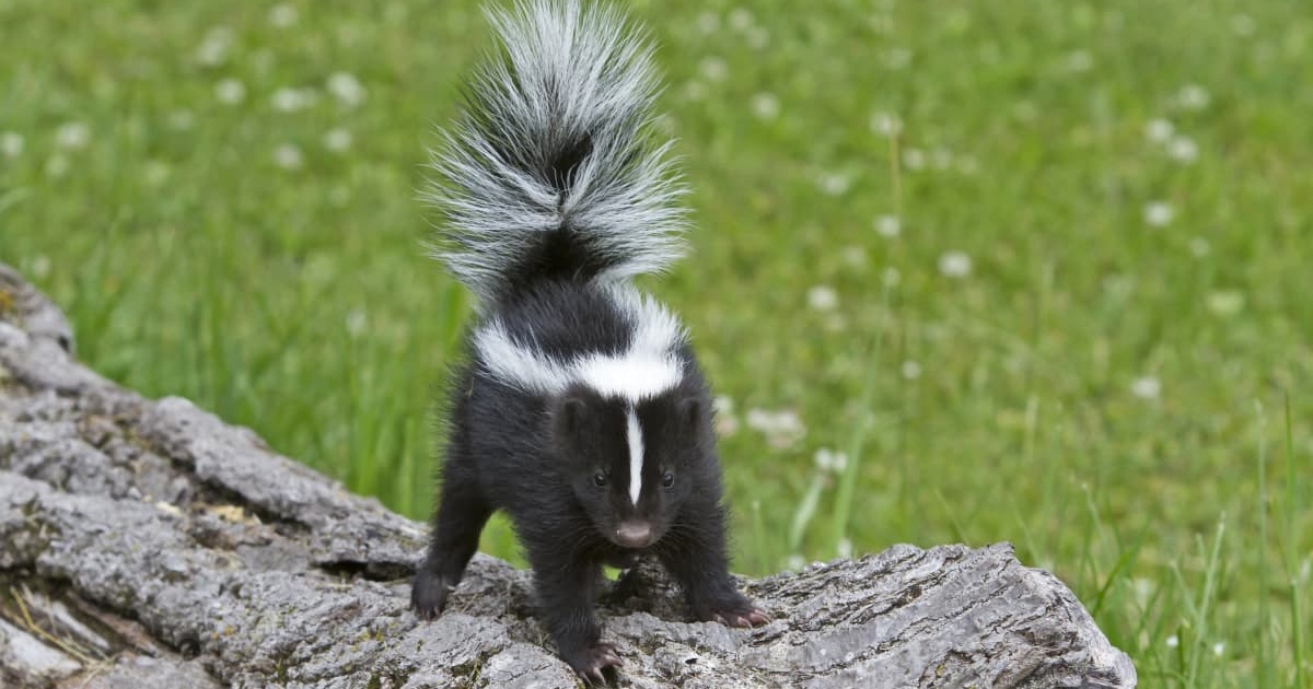 skunk standing on a log