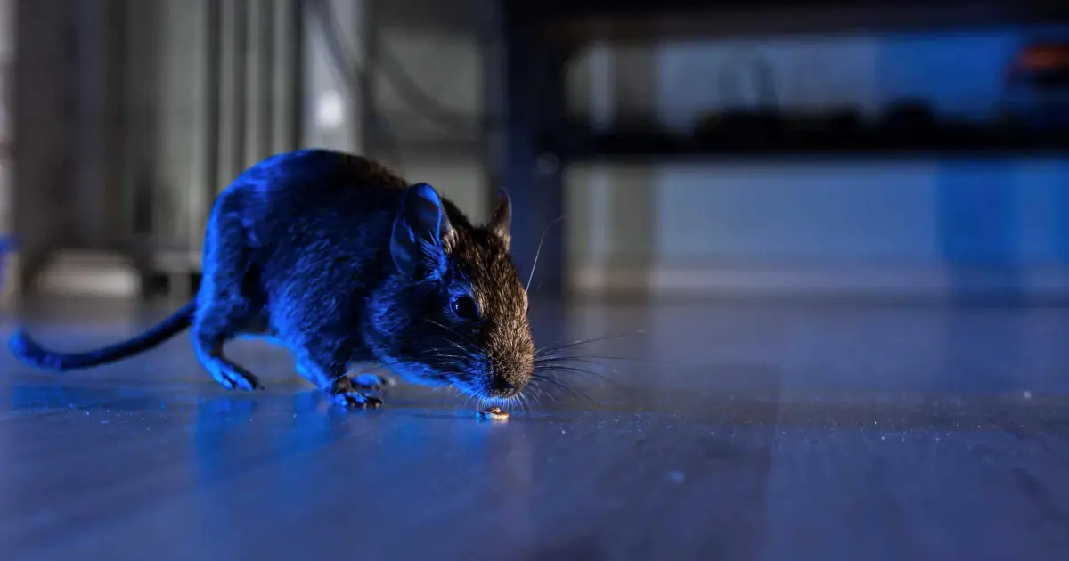 Rat walking through a home at night