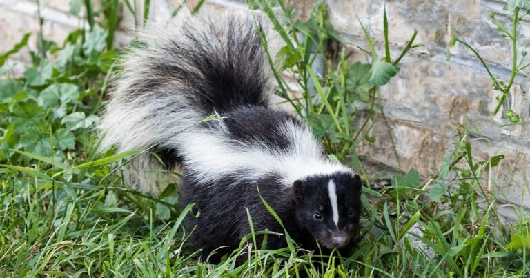 How to Get Rid of Skunks: The Definitive Guide