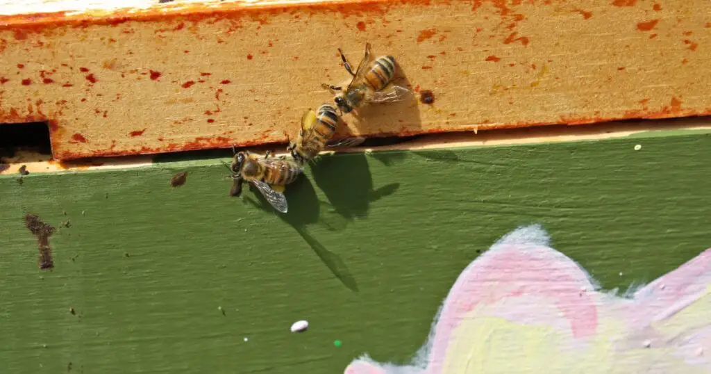 Honeybees following each other