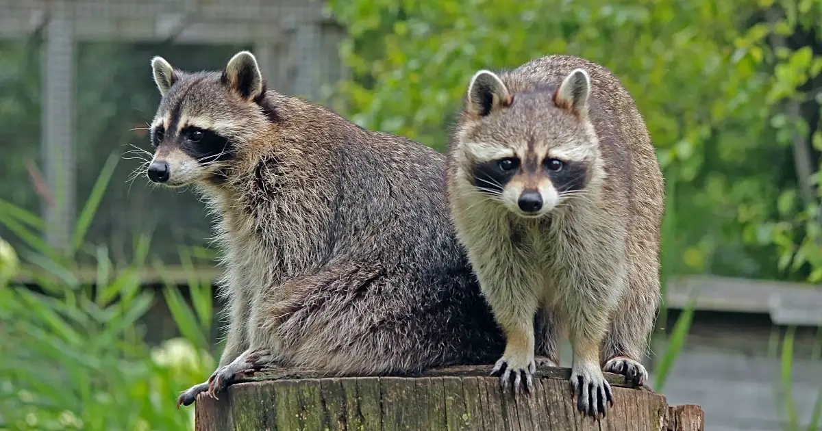 Two raccoons sitting on a stump