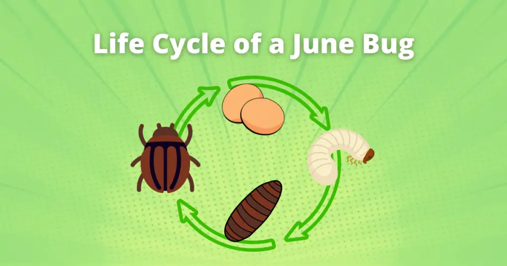 Diagram of the life cycle of a June bug.