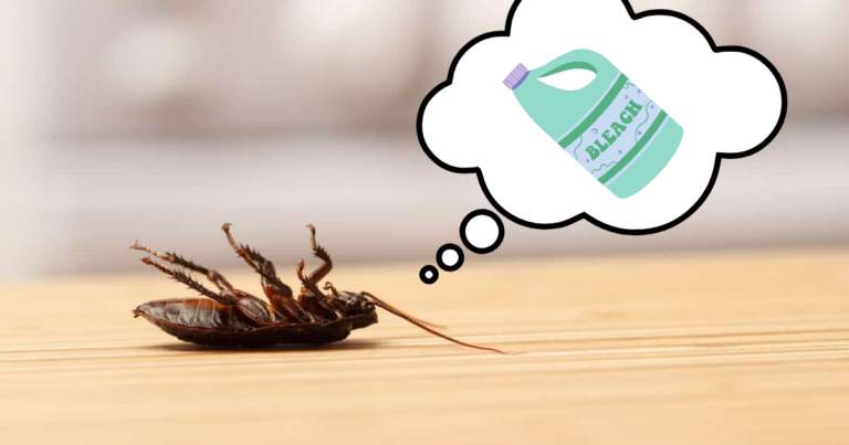 Does Bleach Kill Cockroaches? (Find Out Now)