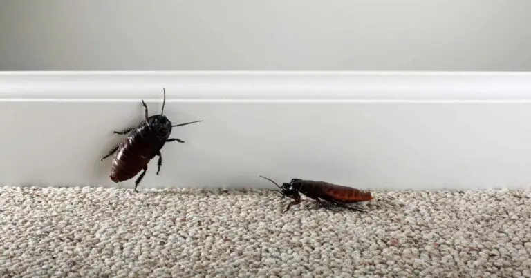 How Long Do Cockroaches Live For?