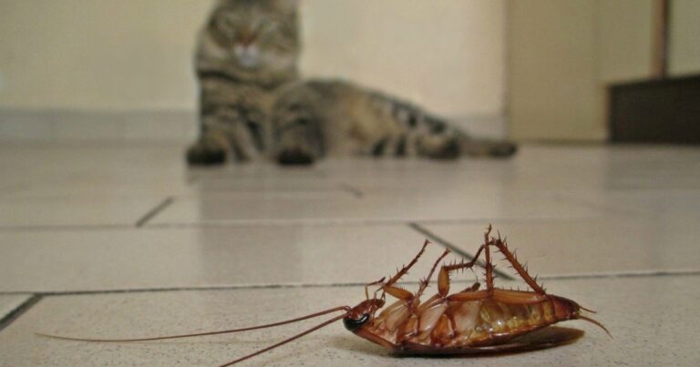 Do Cats Help Keep Cockroaches Away? (Answered)
