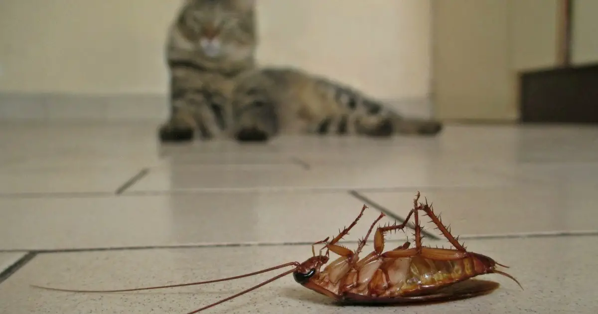 Do Cats Help Keep Cockroaches Away