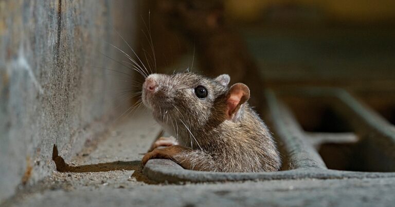 Can You Starve Rats Out? (It’s Possible, But Not So Easy)