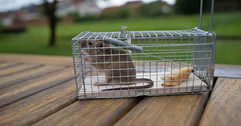 What To Do With Rats Caught In A Live Trap