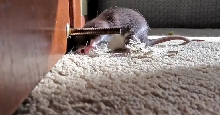 Can Rats Squeeze Under Doors? (Answered)
