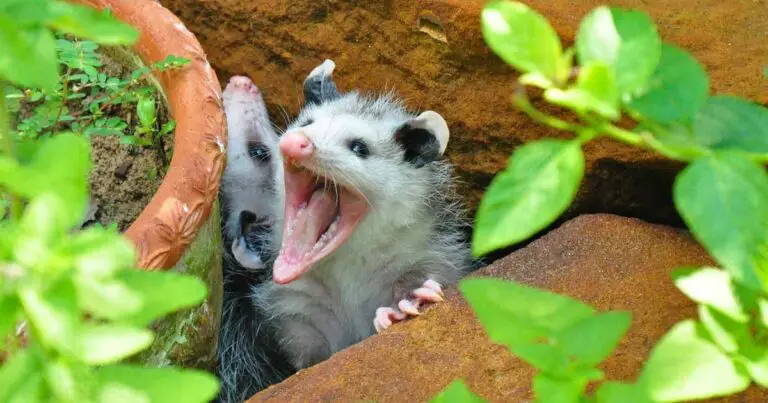 Are Possums Dangerous?