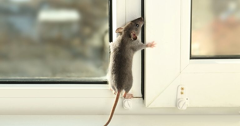 Can Rats Climb Walls? (A Complete Guide)