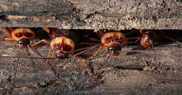 How Do Cockroaches Sleep? (And Where?)