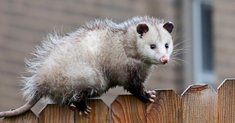 Are Opossums Bad To Have Around? (Answered)