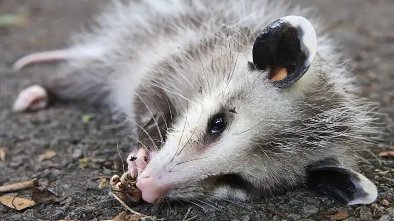 Why Do Possums Play Dead? (Answered)