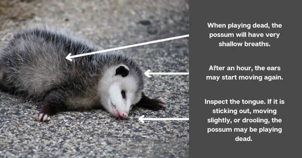 Signs of a possum playing dead.