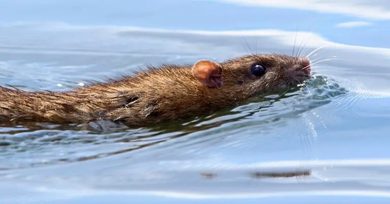 Can Rats Swim? (Sewer and Drain Rats)