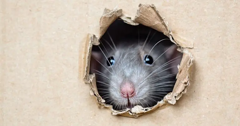 Can Rats Chew Through Walls? (Answered)
