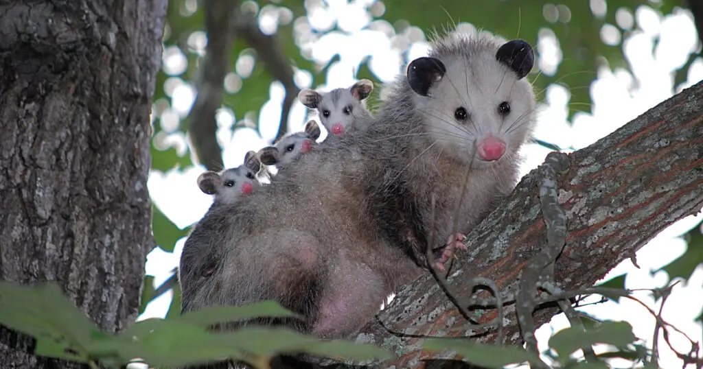 Are opossums bad?