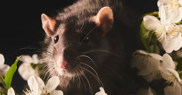 Can Rats See in the Dark? (Answered)
