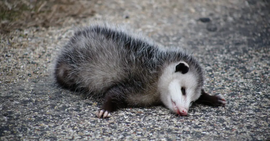 why do possums play dead?