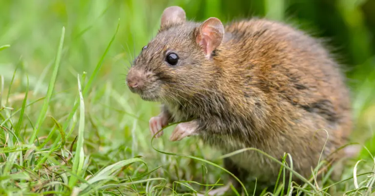 How Big Can Rats Get? Understanding Rat Size, Behavior, and Prevention Tips