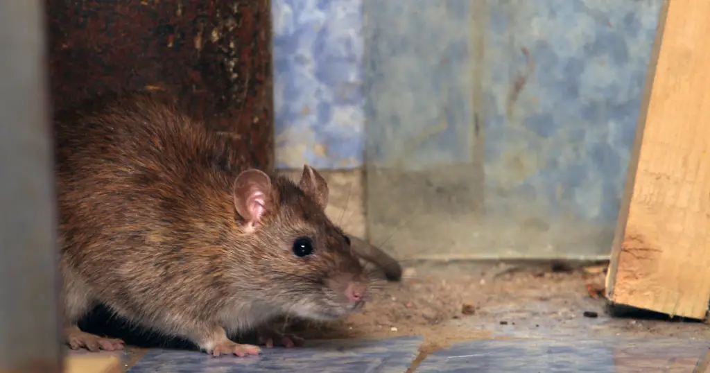 preventing rat infestations