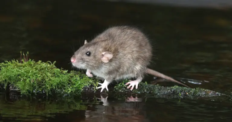 Norway Rats: Size, Dangers, and How to Get Rid of Them
