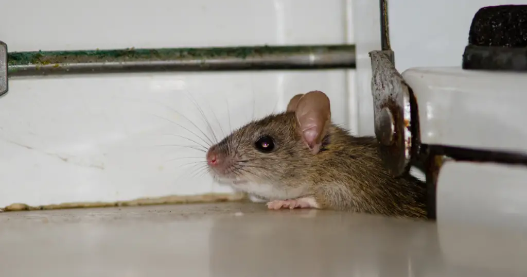 Can Rats Squeeze Under Doors?