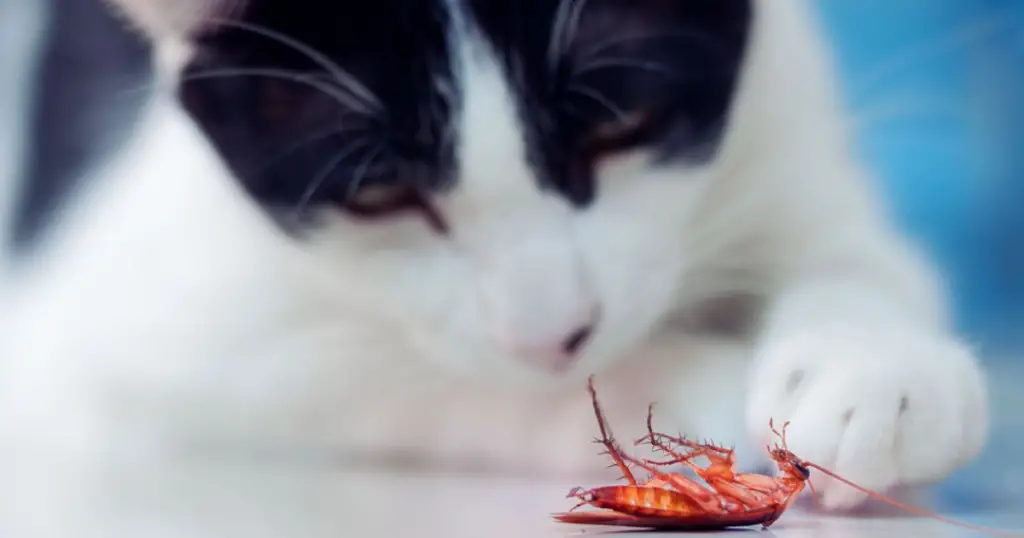 Do Cats Help Keep Cockroaches Away?