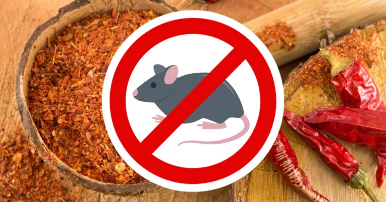 Does Cayenne Pepper Keep Rats Away? (Yes, To An Extent)
