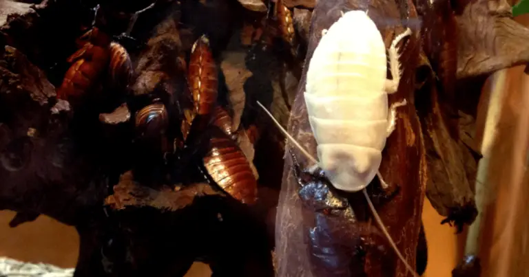 Do Cockroaches Shed Their Skin? (You’ll Be Surprised)