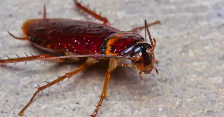 Do Cockroaches Have Teeth? (Explained)